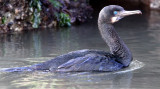 BIRD - CORMORANT - BRANDTS CORMORANT - ELKHORN SLOUGH CALIFORNIA (4).JPG