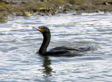 BIRD - CORMORANT - DOUBLE CRESTED CORMORANT - ELKHORN SLOUGH WILDLIFE REFUGE CALIFORNIA.JPG
