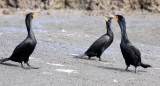 BIRD - CORMORANT - DOUBLE-CRESTED CORMORANT - ELK HORN SLOUGH RESERVE CALIFORNIA (6).JPG