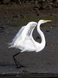 BIRD - EGRET - GREAT EGRET - ELKHORN SLOUGH CALIFORNIA (9).JPG