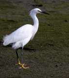 BIRD - EGRET - SNOWY EGRET - ELKHORN SLOUGH CALIFORNIA (6).JPG