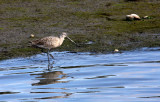 BIRD - GODWIT - MARBLED GODWIT - ELKHORN SLOUGH WILDLIFE REFUGE CALIFORNIA (3).JPG