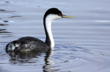 BIRD - GREBE - WESTERN GREBE - ELKHORN SLOUGH CALIFORNIA (15).JPG