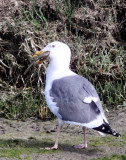 BIRD - GULL - WESTERN GULL - ELKHORN SLOUGH CALIFORNIA (3).JPG