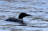 BIRD - LOON - COMMON LOON - ELKHORN SLOUGH CALIFORNIA.JPG