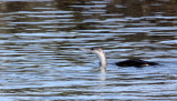 BIRD - LOON - RED-THROATED LOON - ELKHORN SLOUGH CALIFORNIA.JPG