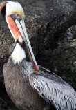 BIRD - PELICAN - BROWN PELICAN - ELKHORN SLOUGH CALIFORNIA (12).JPG