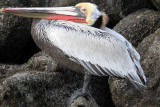 BIRD - PELICAN - BROWN PELICAN - ELKHORN SLOUGH CALIFORNIA (14).JPG