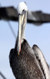 BIRD - PELICAN - BROWN PELICAN - ELKHORN SLOUGH CALIFORNIA (2).JPG