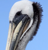 BIRD - PELICAN - BROWN PELICAN - ELKHORN SLOUGH CALIFORNIA (5).JPG