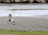 BIRD - WILLET - ELK HORN SLOUGH RESERVE CALIFORNIA.JPG