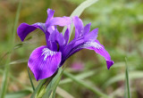 LILIACEAE - IRIS DOUGLASII - DOUGLAS IRIS - ELKHORN SLOUGH CALIFORNIA (2).JPG