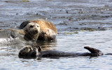 MUSTELID - OTTER - CALIFORNIA SEA OTTER - ELK HORN SLOUGH RESERVE CALIFORNIA (36).JPG