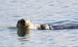 MUSTELID - OTTER - CALIFORNIA SEA OTTER - ELK HORN SLOUGH RESERVE CALIFORNIA (47).JPG