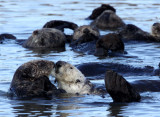 MUSTELID - OTTER - SEA OTTER - ELKHORN SLOUGH CALIFORNIA (18).JPG