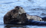 MUSTELID - OTTER - SEA OTTER - ELKHORN SLOUGH  CALIFORNIA (20).jpg