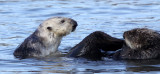 MUSTELID - OTTER - SEA OTTER - ELKHORN SLOUGH CALIFORNIA (23).JPG