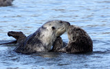 MUSTELID - OTTER - SEA OTTER - ELKHORN SLOUGH  CALIFORNIA (27).JPG