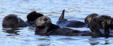 MUSTELID - OTTER - SEA OTTER - ELKHORN SLOUGH CALIFORNIA (38).JPG