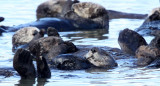 MUSTELID - OTTER - SEA OTTER - ELKHORN SLOUGH CALIFORNIA (43).JPG