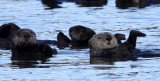 MUSTELID - OTTER - SEA OTTER - ELKHORN SLOUGH CALIFORNIA (6).JPG