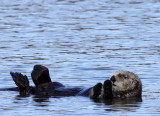 MUSTELID - OTTER - SEA OTTER - ELKHORN SLOUGH CALIFORNIA (62).JPG