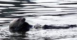 MUSTELID - OTTER - SEA OTTER - ELKHORN SLOUGH CALIFORNIA (71).JPG