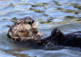 MUSTELID - OTTER - SEA OTTER - ELKHORN SLOUGH CALIFORNIA (87).JPG