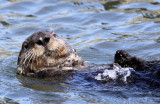 MUSTELID - OTTER - SEA OTTER - ELKHORN SLOUGH CALIFORNIA (88).JPG