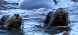 PINNIPED - SEA LION - CALIFORNIA SEA LION - ELKHORN SLOUGH CALIFORNIA (10).JPG