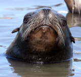 PINNIPED - SEA LION - CALIFORNIA SEA LION - ELKHORN SLOUGH CALIFORNIA (30).JPG