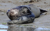 PINNIPED - SEAL - HARBOR SEAL - ELK HORN SLOUGH RESERVE CALIFORNIA (5).JPG