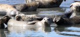 PINNIPED - SEAL - HARBOR SEAL - ELKHORN SLOUGH CALIFORNIA (5).JPG