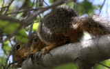 RODENT - SQUIRREL - EASTERN FOX SQUIRREL - LA BREA TAR PITS LOS ANGELES.JPG