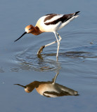 BIRD - AVOCET - AMERICAN AVOCET - SAN JOAQUIN WILDLIFE REFUGE IRVINE CALIFORNIA (12).JPG