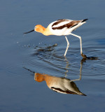 BIRD - AVOCET - AMERICAN AVOCET - SAN JOAQUIN WILDLIFE REFUGE IRVINE CALIFORNIA (13).JPG