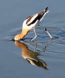 BIRD - AVOCET - AMERICAN AVOCET - SAN JOAQUIN WILDLIFE REFUGE IRVINE CALIFORNIA (14).JPG