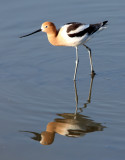 BIRD - AVOCET - AMERICAN AVOCET - SAN JOAQUIN WILDLIFE REFUGE IRVINE CALIFORNIA (19).JPG