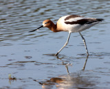 BIRD - AVOCET - AMERICAN AVOCET - SAN JOAQUIN WILDLIFE REFUGE IRVINE CALIFORNIA (23).JPG