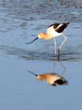 BIRD - AVOCET - AMERICAN AVOCET - SAN JOAQUIN WILDLIFE REFUGE IRVINE CALIFORNIA (42).JPG