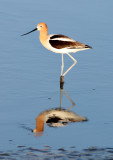 BIRD - AVOCET - AMERICAN AVOCET - SAN JOAQUIN WILDLIFE REFUGE IRVINE CALIFORNIA (45).JPG