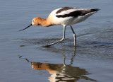 BIRD - AVOCET - AMERICAN AVOCET - SAN JOAQUIN WILDLIFE RESERVE IRVINE CALIFORNIA (6).JPG