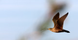 BIRD - CURLEW - LONG-BILLED CURLEW - SAN JOAQUIN WILDLIFE REFUGE IRVINE CALIFORNIA (11).JPG