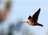 BIRD - CURLEW - LONG-BILLED CURLEW - SAN JOAQUIN WILDLIFE REFUGE IRVINE CALIFORNIA (12).JPG