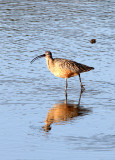 BIRD - CURLEW - LONG-BILLED CURLEW - SAN JOAQUIN WILDLIFE REFUGE IRVINE CALIFORNIA (8).JPG