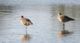 BIRD - CURLEW - LONG-BILLED CURLEW - SAN JOAQUIN WILDLIFE REFUGE IRVINE CALIFORNIA.JPG