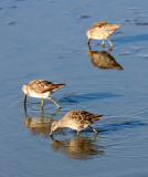 BIRD - DOWITCHER - LONG-BILLED DOWITCHER - SAN JOAQUIN WILDLIFE REFUGE IRVINE CALIFORNIA (2).JPG