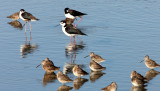 BIRD - DOWITCHER - LONG-BILLED DOWITCHER - WITH BLACK-NECKED STILT - SAN JOAQUIN WILDLIFE REFUGE IRVINE CALIFORNIA.JPG