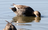 BIRD - DUCK - GADWALL - SAN JOAQUIN WILDLIFE REFUGE IRVINE CALIFORNIA (2).JPG