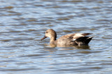 BIRD - DUCK - GADWALL - SAN JOAQUIN WILDLIFE REFUGE IRVINE CALIFORNIA (3).JPG